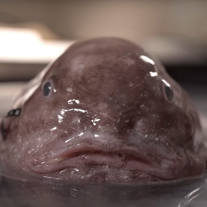 Photo: Ocean Census // YouTube
