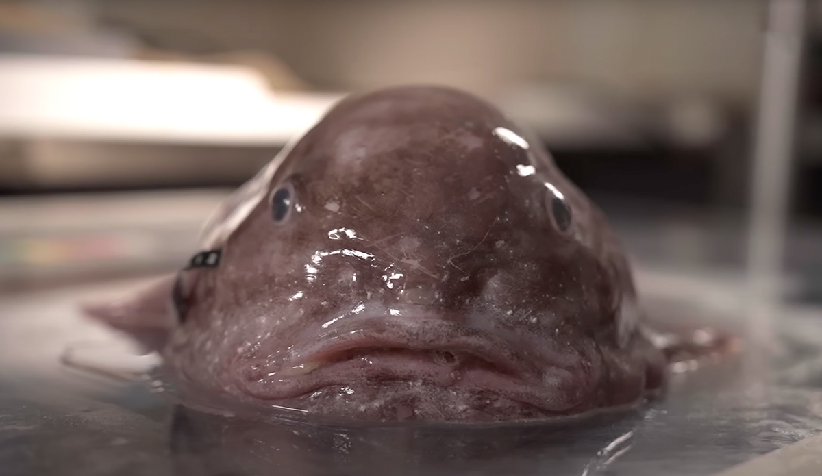 Expedition Finds 100 New Ocean Species Off Coast Of New Zealand