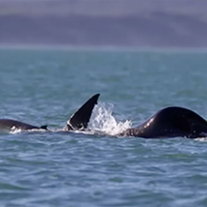 orca eats great white