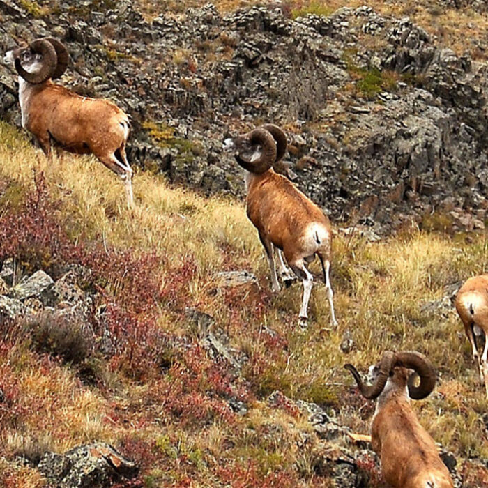Montana Rancher cloning Marco Polo sheep