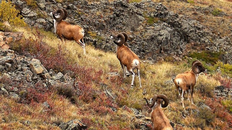 Montana Rancher cloning Marco Polo sheep