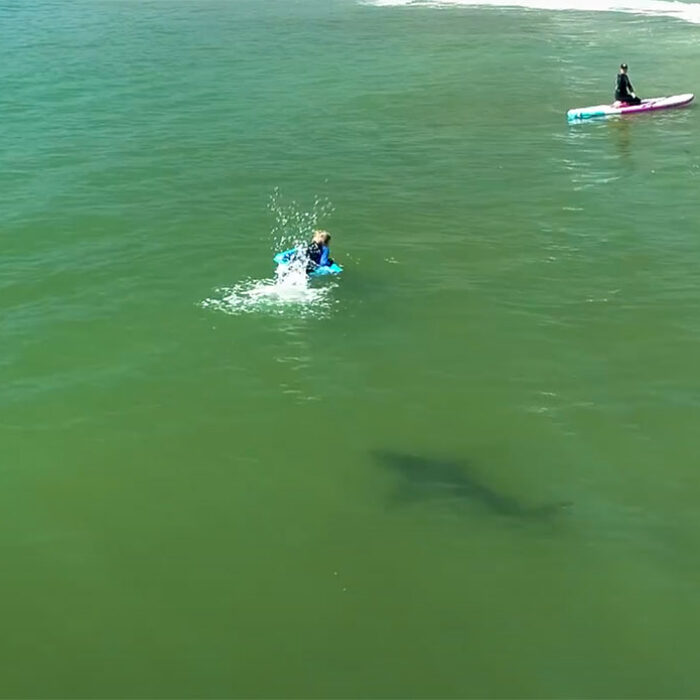 Great white shark in Southern California