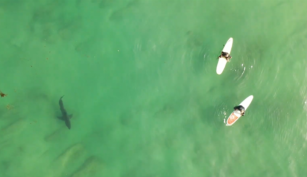 California Shark Warning System Could Shut Down Due to Lack of Funding - Vimarsana News