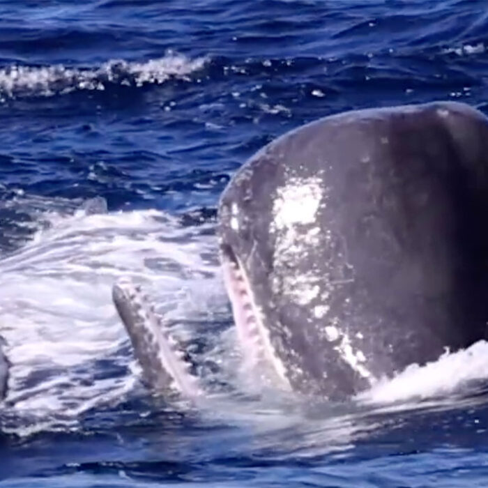 Sperm whales being hunted by orcas