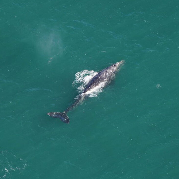 whale species in Atlantic Ocean