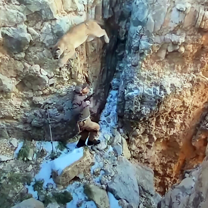 Watch This Tranquilized Mountain Lion Make Desperate, Incredible Leap Over Wildlife Biologist