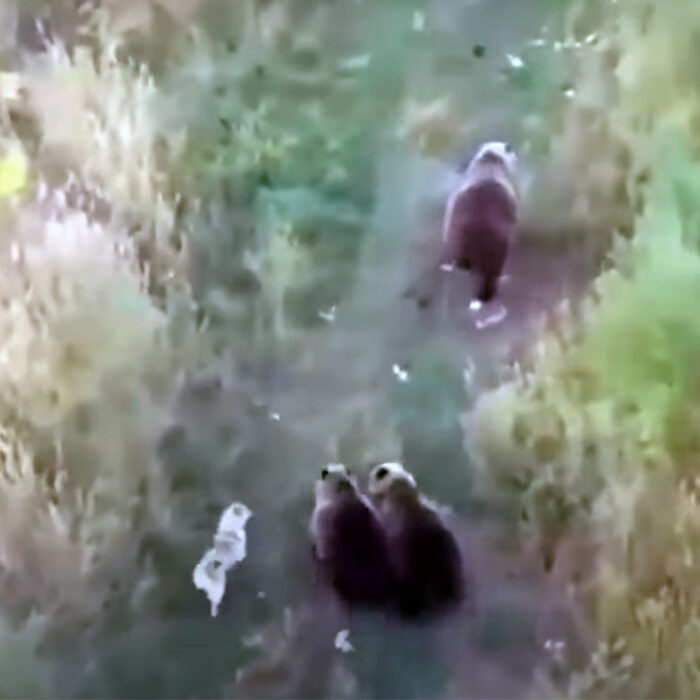 Family Uses Drone to Find Missing Dog: It Was Mingling With Bears