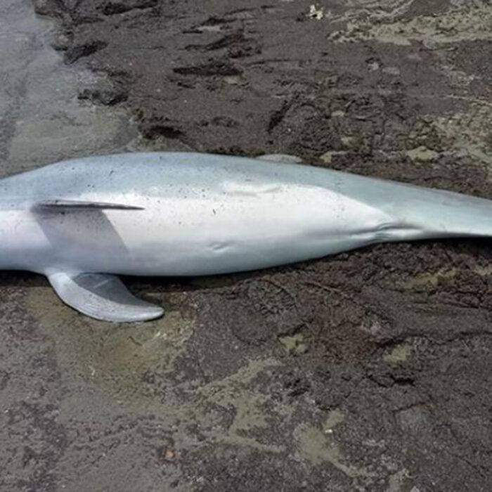 Juvenile bottlenose dolphin. Photo: Audubon Aquarium Rescue