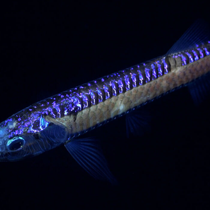 new marine species