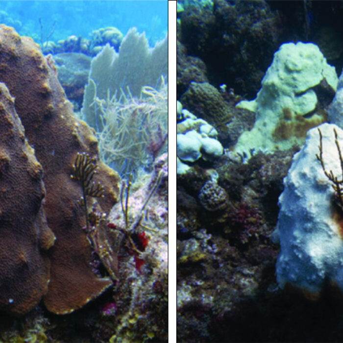 coral reef bleaching