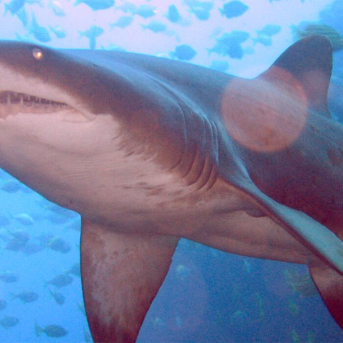 shark nets grey nurse shark