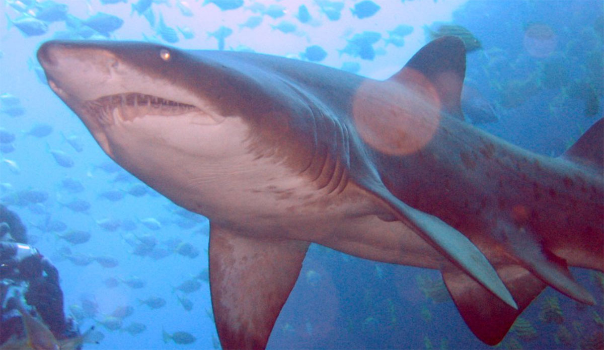Over 90% of Marine Animals in NSW Shark Nets Weren't the Target Species - Vimarsana News