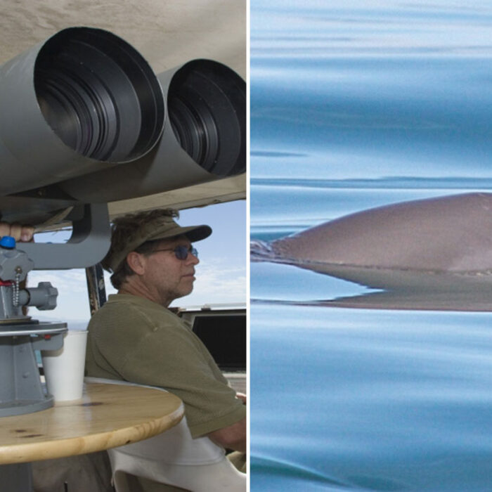 vaquita porpoise