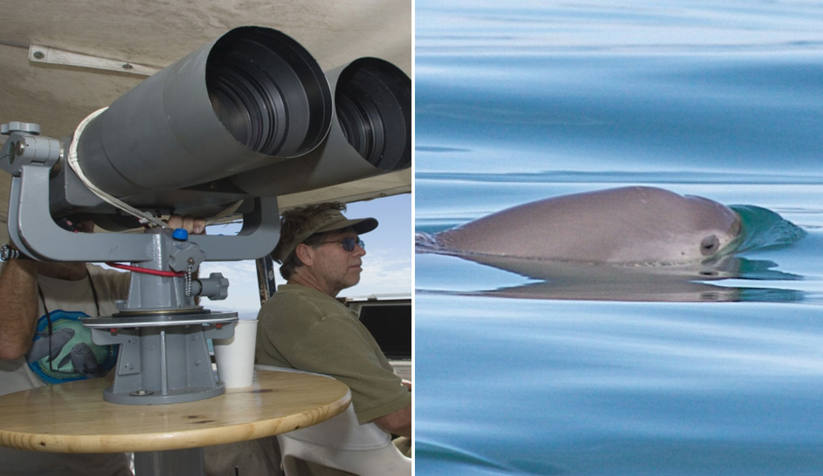 The Search for the Vaquita Porpoise, the World's Most Endangered Cetacean - Vimarsana News