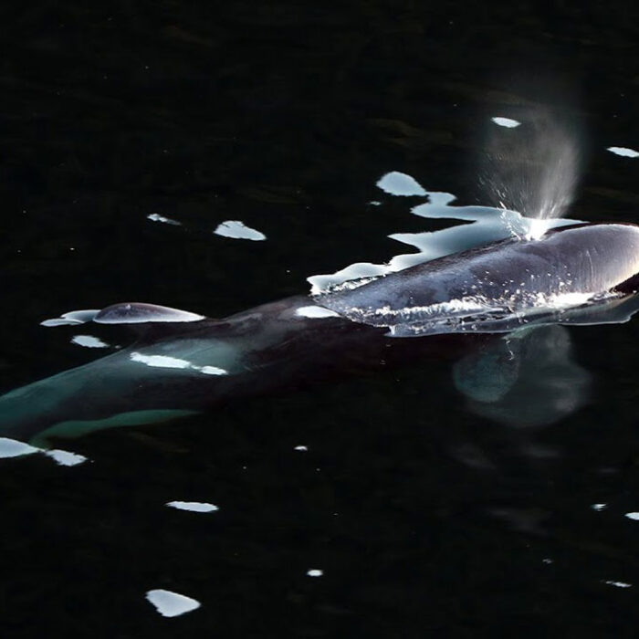 orca calf
