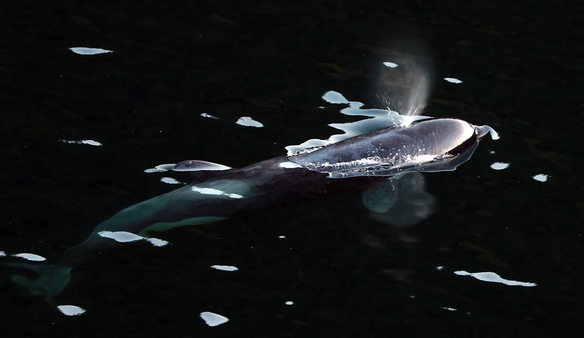 An Orca Calf Trapped in British Columbia Lagoon Has Found Her Way to Freedom - Vimarsana News