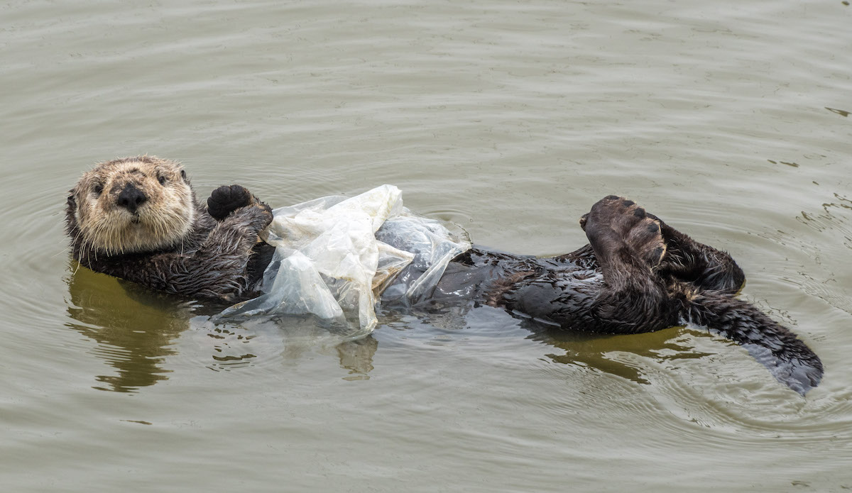 a sea otter in ocean plastic.
