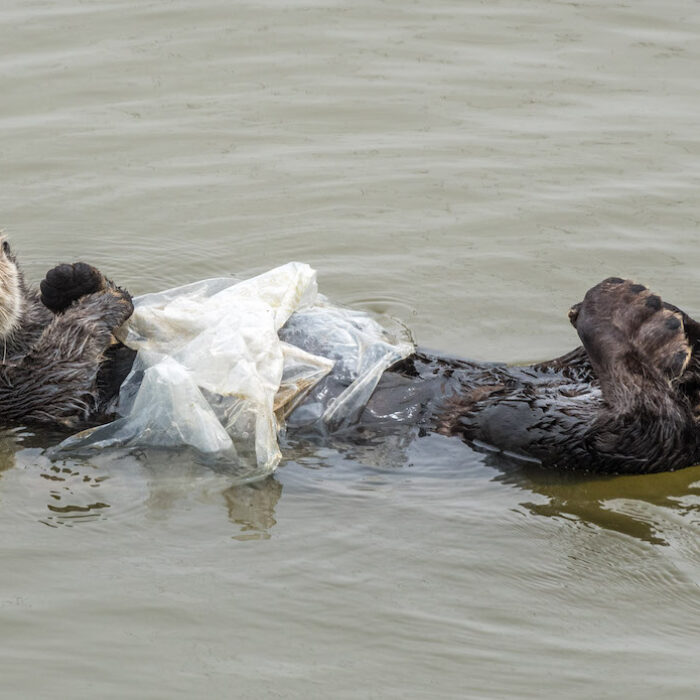 sea otter in ocean plastic