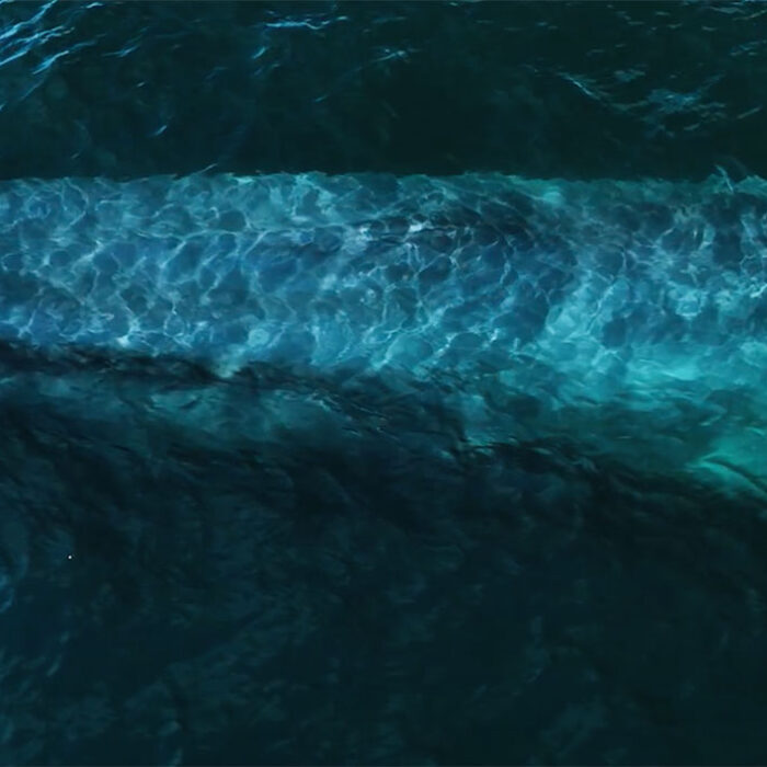 blue whale footage