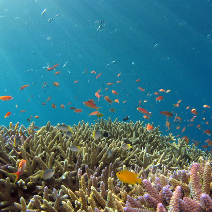 researchers using cryopreservation on coral reefs