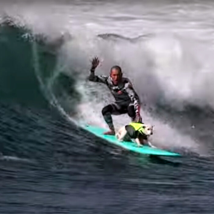 Meet the Surfing Rescue Dog That Saved This Man's Life