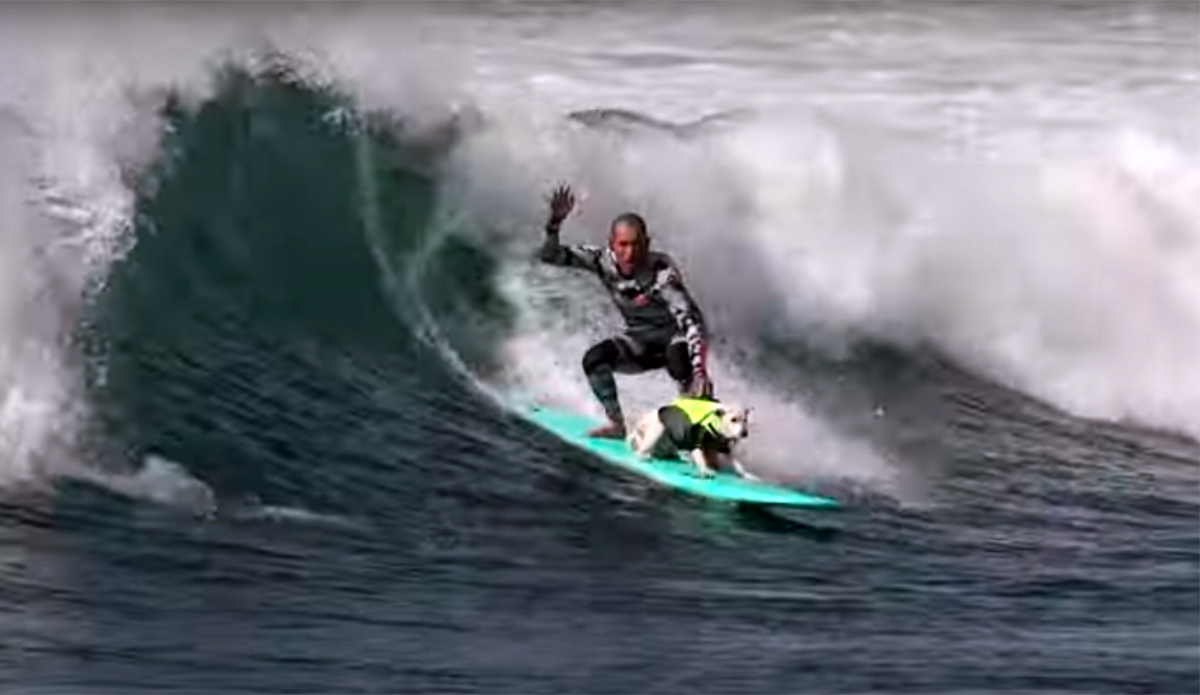 Meet the Surfing Rescue Dog That Saved This Man's Life. - Vimarsana News