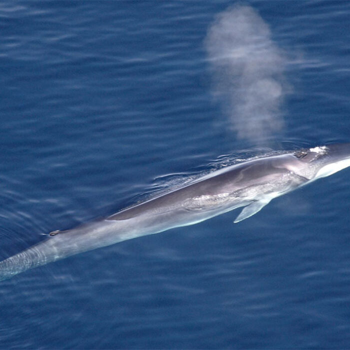 Japanese commercial whalers fin whale