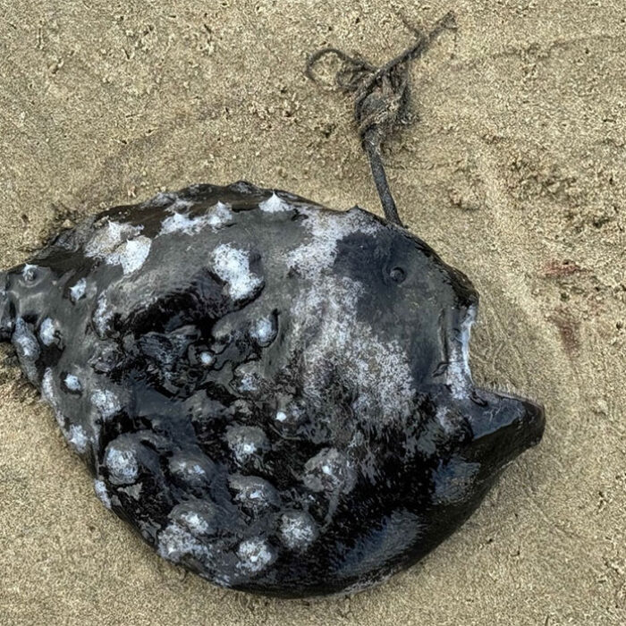 pacific footballfish
