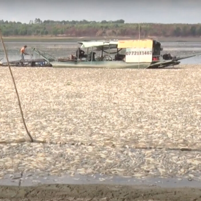 hundreds of thousands of dead fish