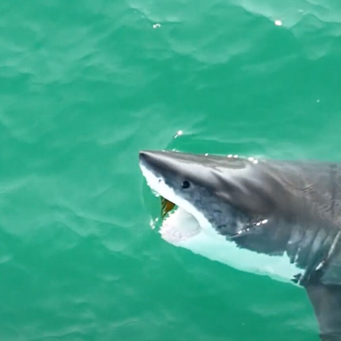 great white shark