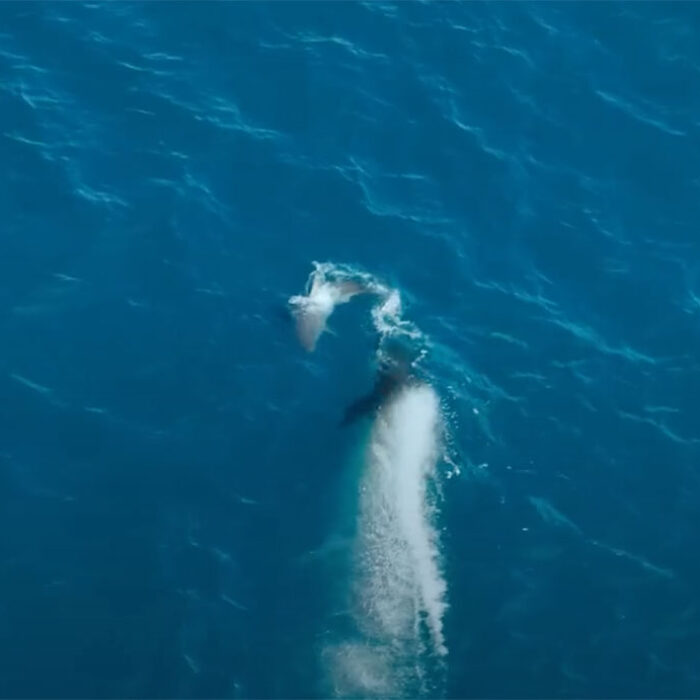 orca attacks great white shark