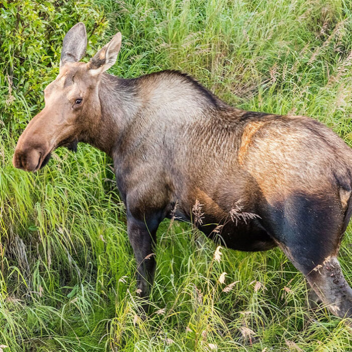 cow moose in Alaska