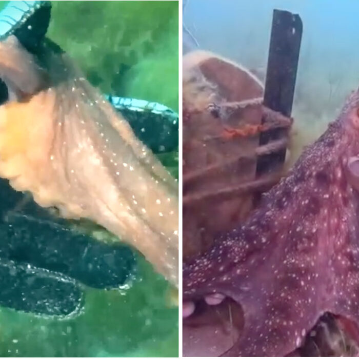 octopus