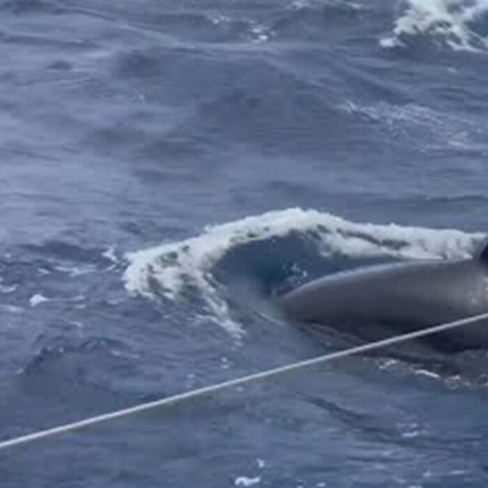 researchers orcas