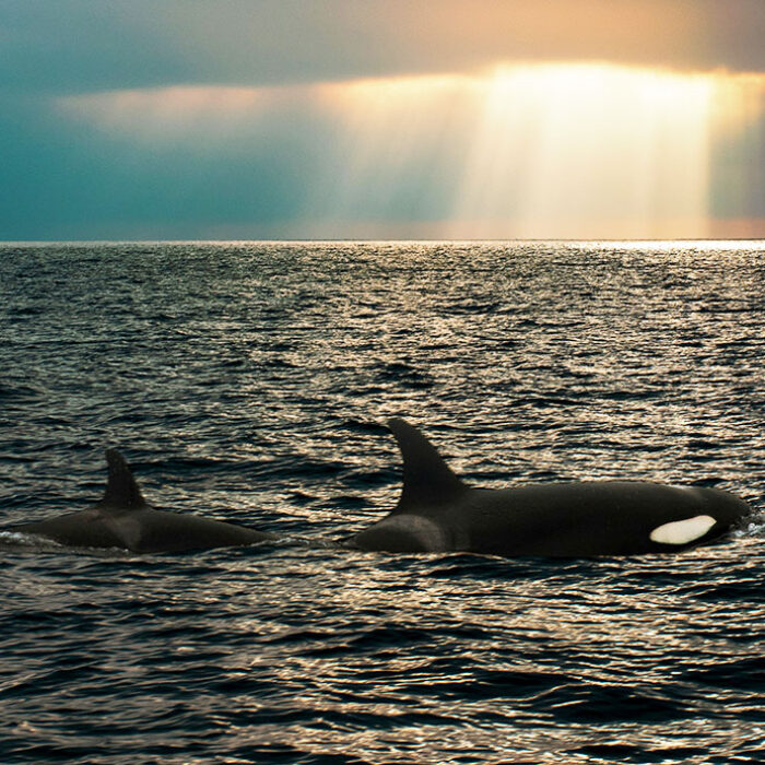 orcas sinking ships
