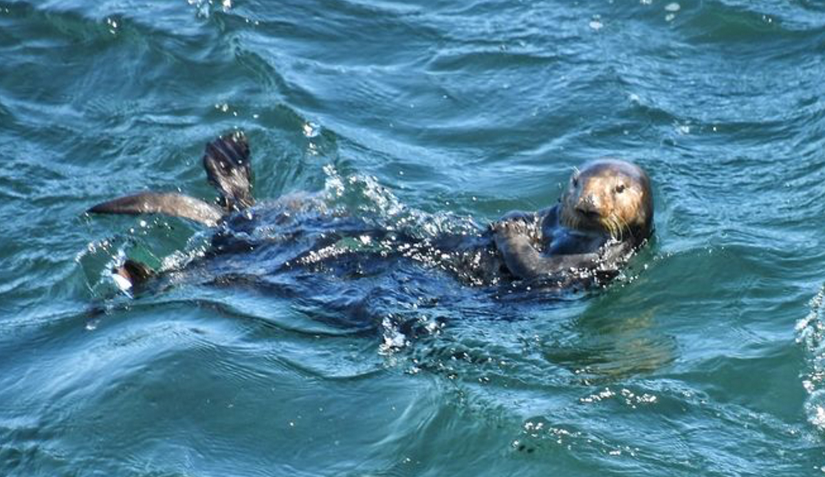 Otter 841, seen back at Steamer Lane. Photo: Mark Woodward // Instagram