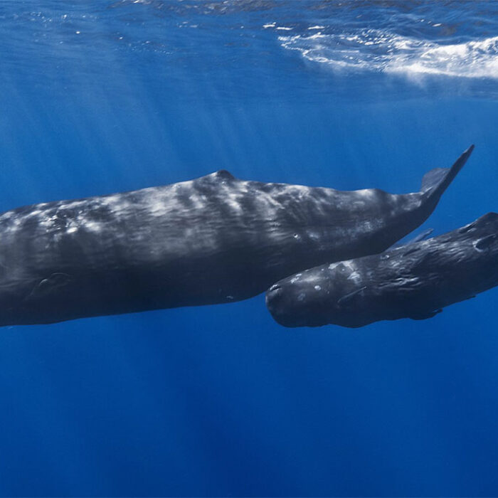 sperm whale and calf