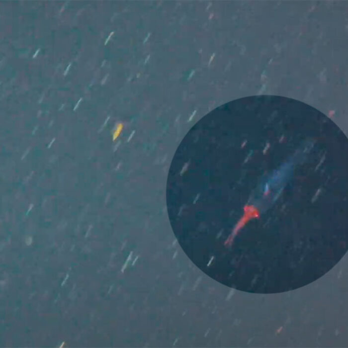 Baby colossal squid