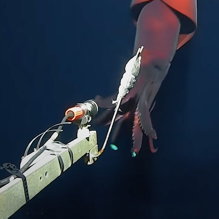 Taningia danae, seen attacking a research camera. Photo: UWA/Inkfish // YouTube