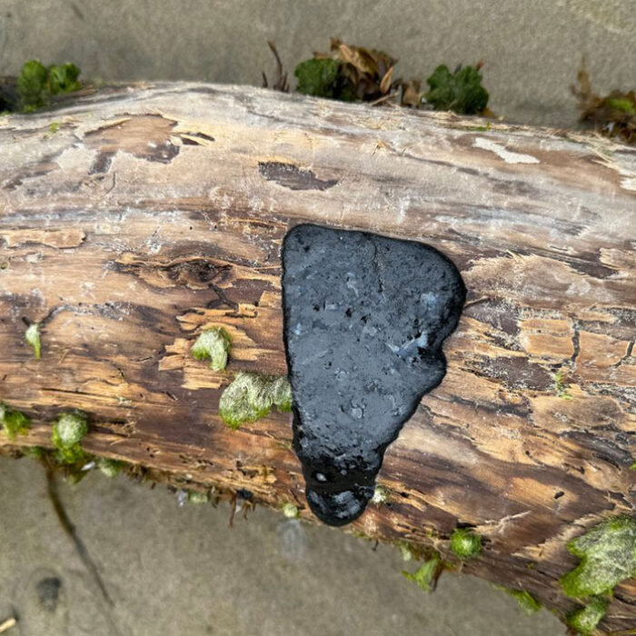 tar balls on Oregon beaches