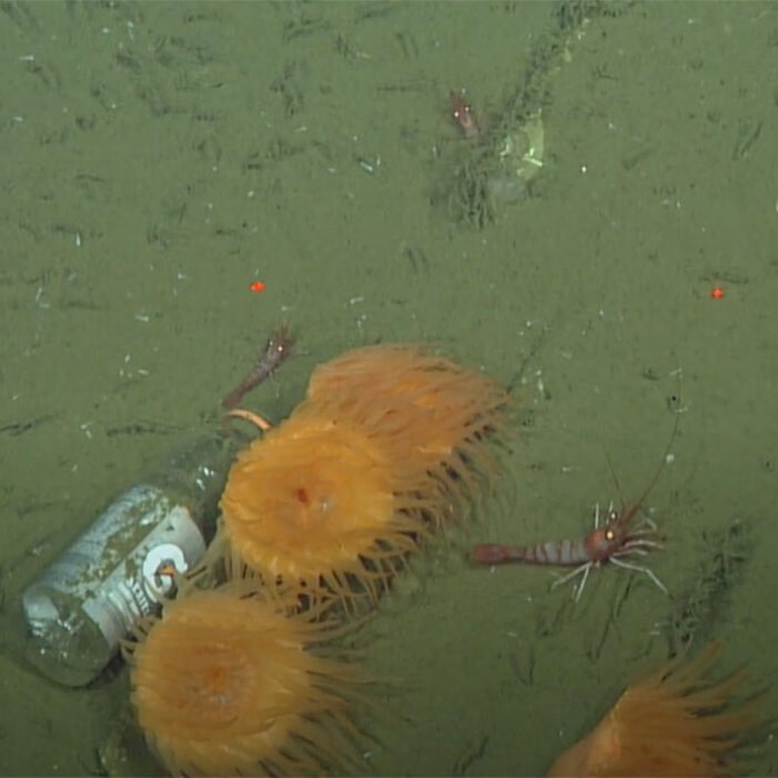 deep sea trash
