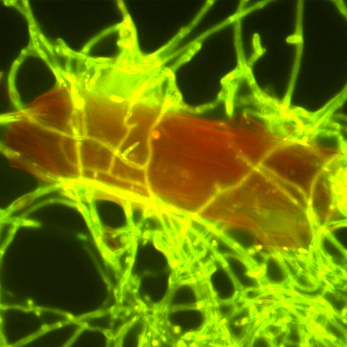 A plastic particle (red) being colonized by Parengyodontium album. Photo: Annika Vaksmaaa // NIOZ