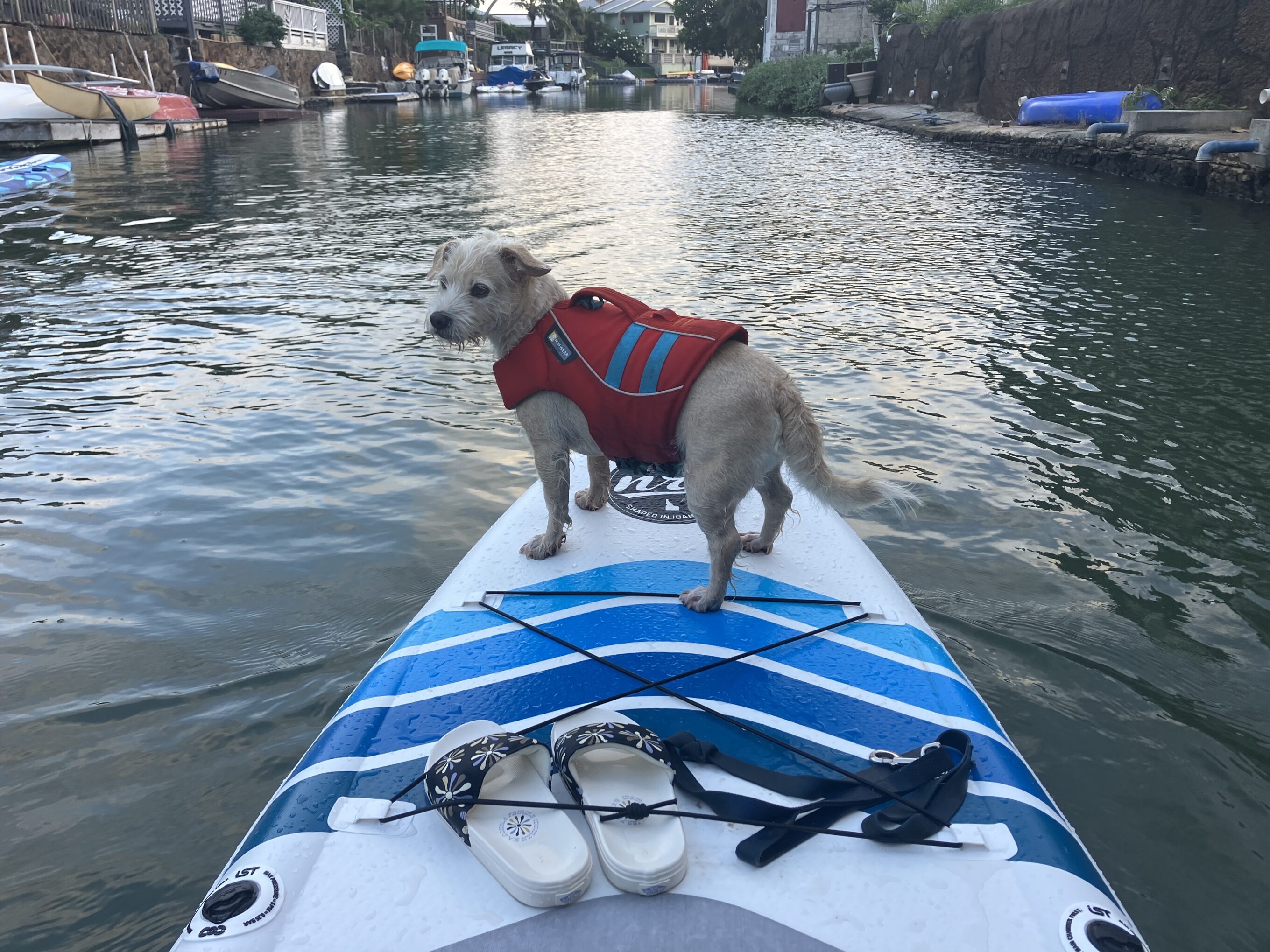 a dog on the nose of a NRS Jukdo paddle board