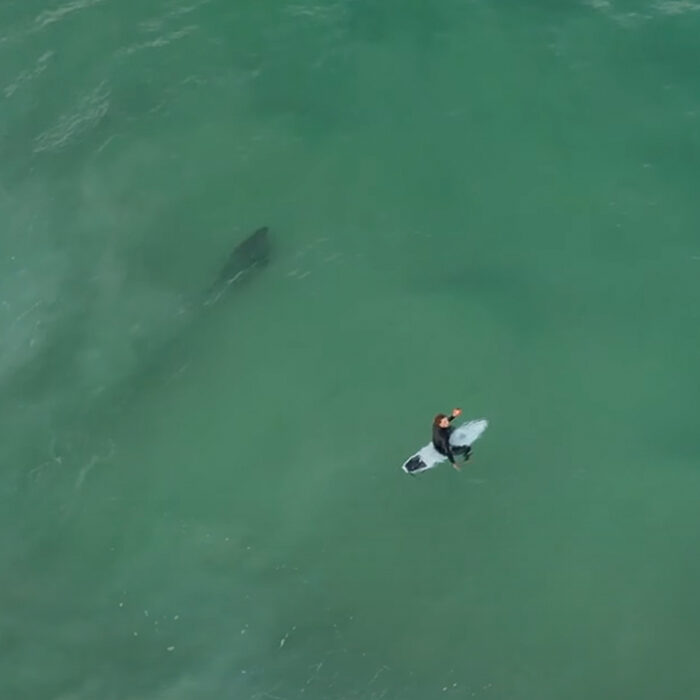 Noah Wallis encounters a shark in the lineup. Photo: Surfing With Noz // YouTube