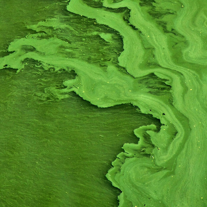 Algae