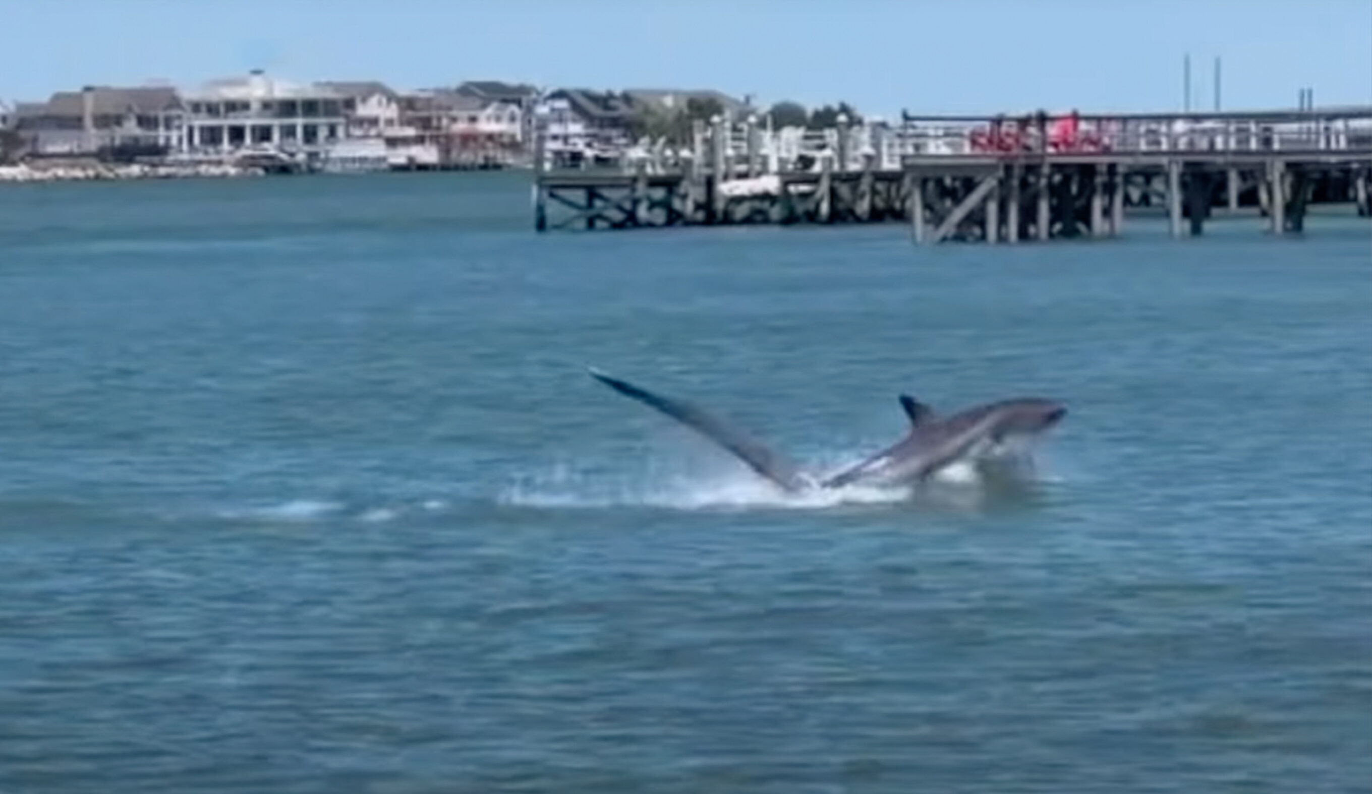 Ben Gravy was somehow undeterred by seeing a thresher shark in his local lineup. Photo: Ben Gravy // YouTube