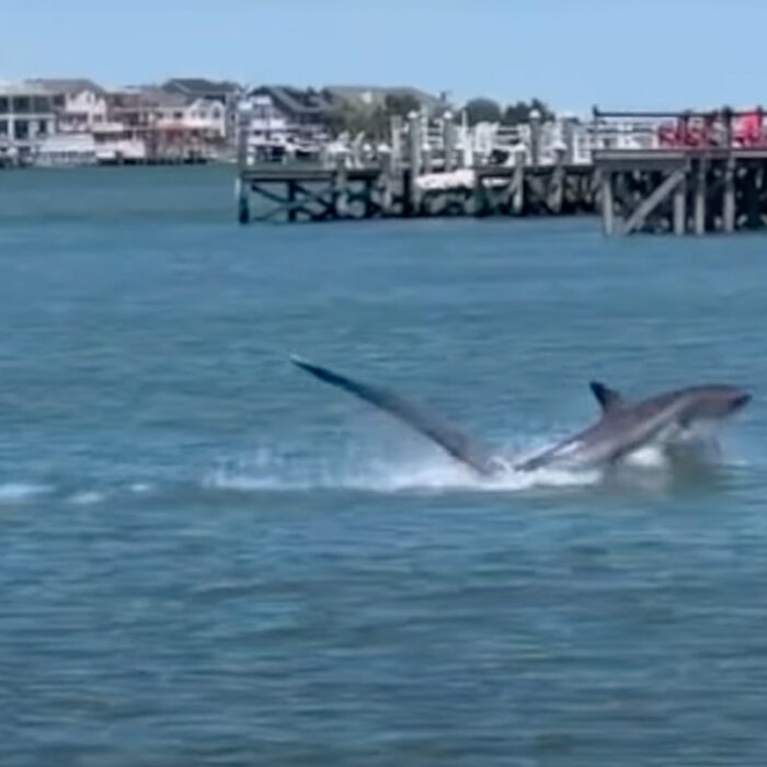 Ben Gravy was somehow undeterred by seeing a thresher shark in his local lineup. Photo: Ben Gravy // YouTube
