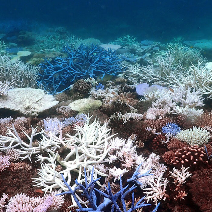 lizard Island Great Barrier Reef bleaching