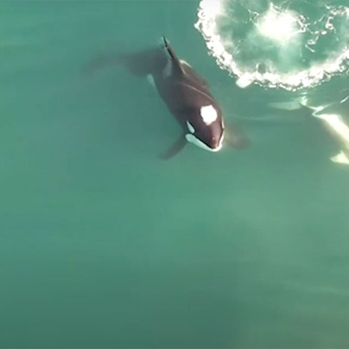 Dr. Alison Towner talks about great white sharks and killer whales