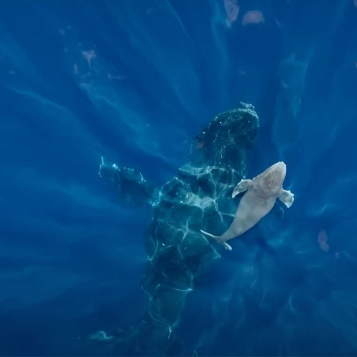 humpback whale birth